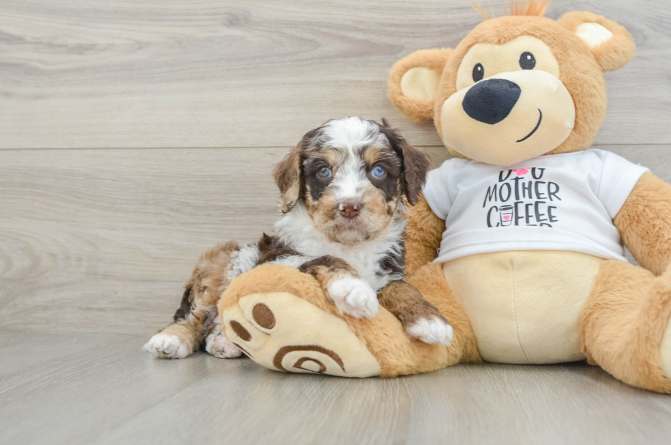 6 week old Cockapoo Puppy For Sale - Windy City Pups