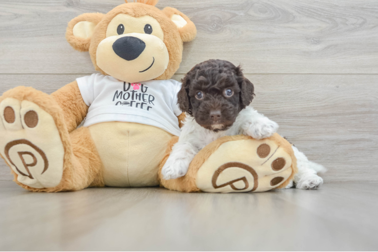 Funny Cockapoo Poodle Mix Pup