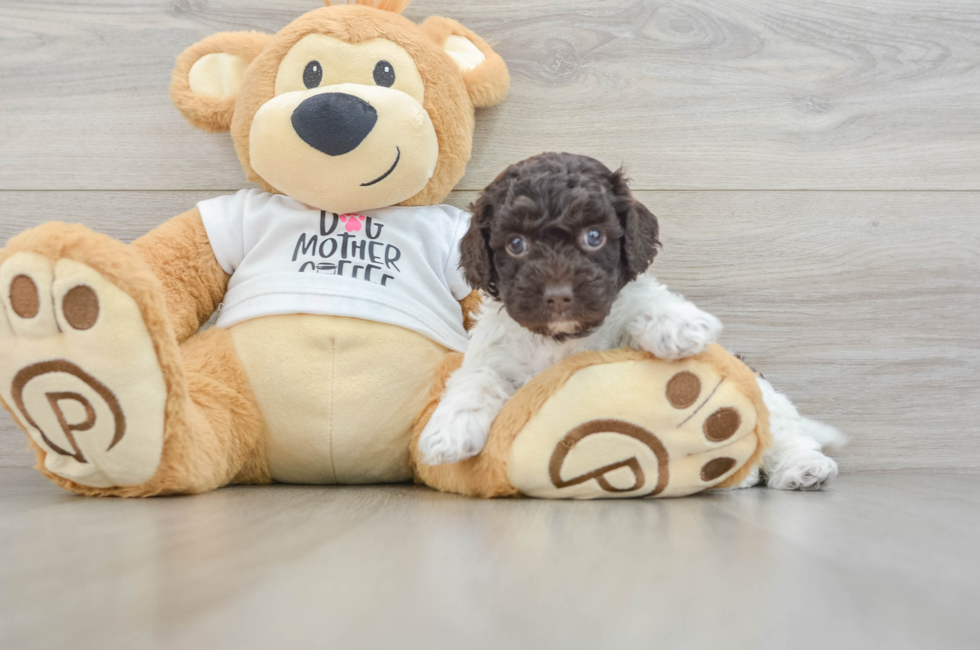 6 week old Cockapoo Puppy For Sale - Windy City Pups