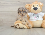 6 week old Cockapoo Puppy For Sale - Windy City Pups