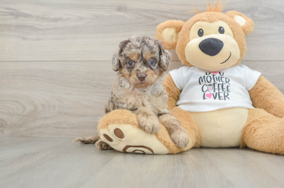 6 week old Cockapoo Puppy For Sale - Windy City Pups