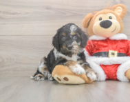 7 week old Cockapoo Puppy For Sale - Windy City Pups