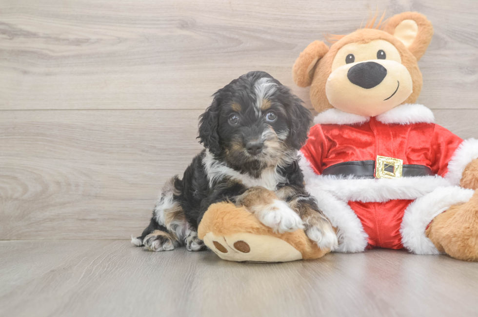 6 week old Cockapoo Puppy For Sale - Windy City Pups