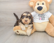 7 week old Cockapoo Puppy For Sale - Windy City Pups
