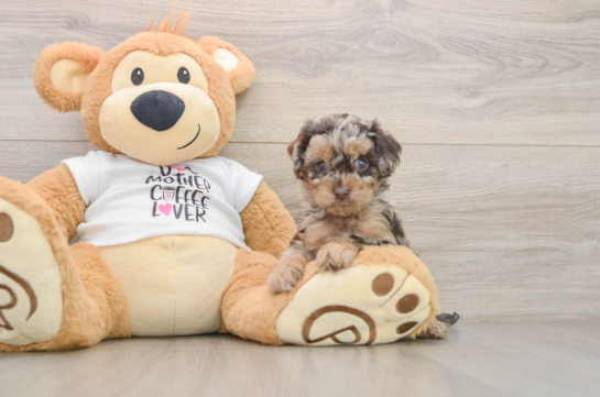 Cockapoo Pup Being Cute
