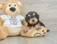 6 week old Cockapoo Puppy For Sale - Windy City Pups