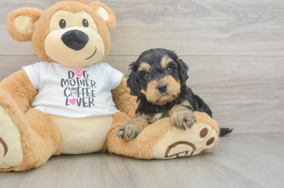 6 week old Cockapoo Puppy For Sale - Windy City Pups