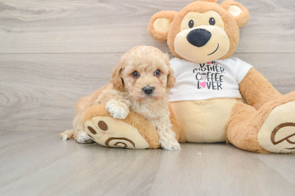 Playful Cocker Doodle Poodle Mix Puppy