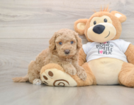 5 week old Cockapoo Puppy For Sale - Windy City Pups