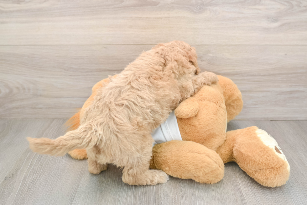 Cockapoo Puppy for Adoption