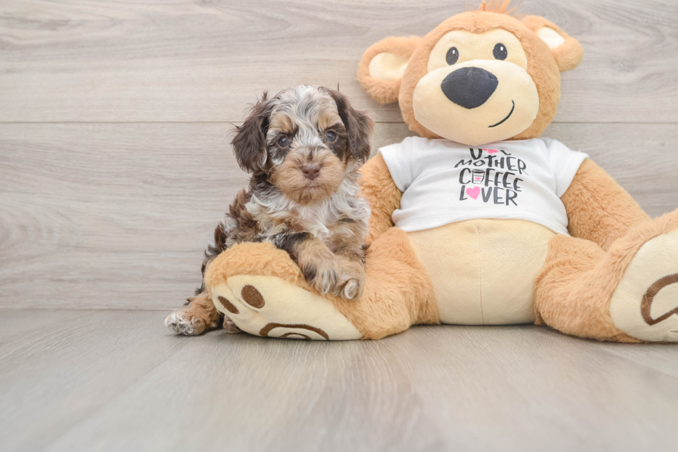 Sweet Cockapoo Baby