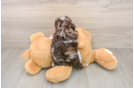Cockapoo Puppy for Adoption