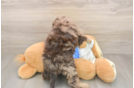 Best Cockapoo Baby