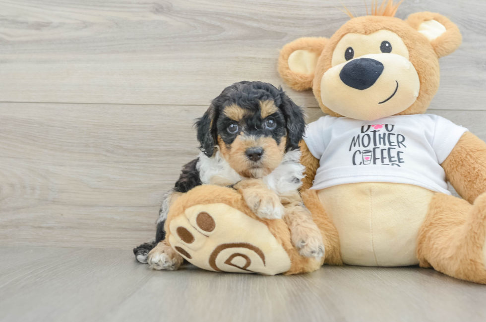 6 week old Cockapoo Puppy For Sale - Windy City Pups