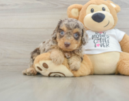 7 week old Cockapoo Puppy For Sale - Windy City Pups