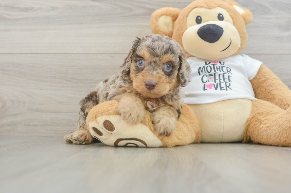 6 week old Cockapoo Puppy For Sale - Windy City Pups