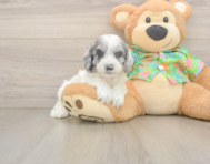 7 week old Cockapoo Puppy For Sale - Windy City Pups