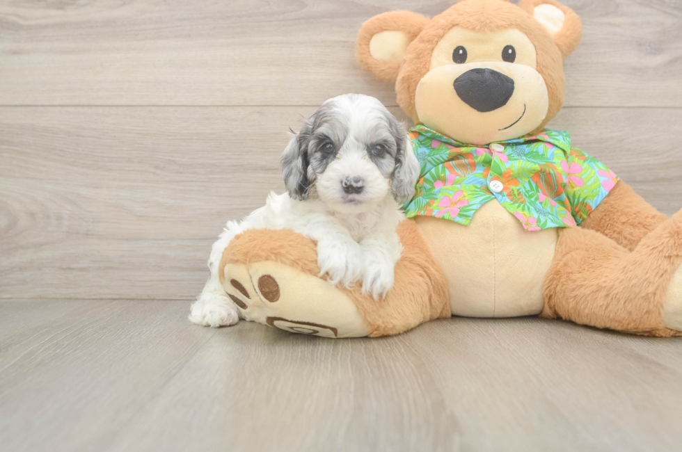 7 week old Cockapoo Puppy For Sale - Windy City Pups