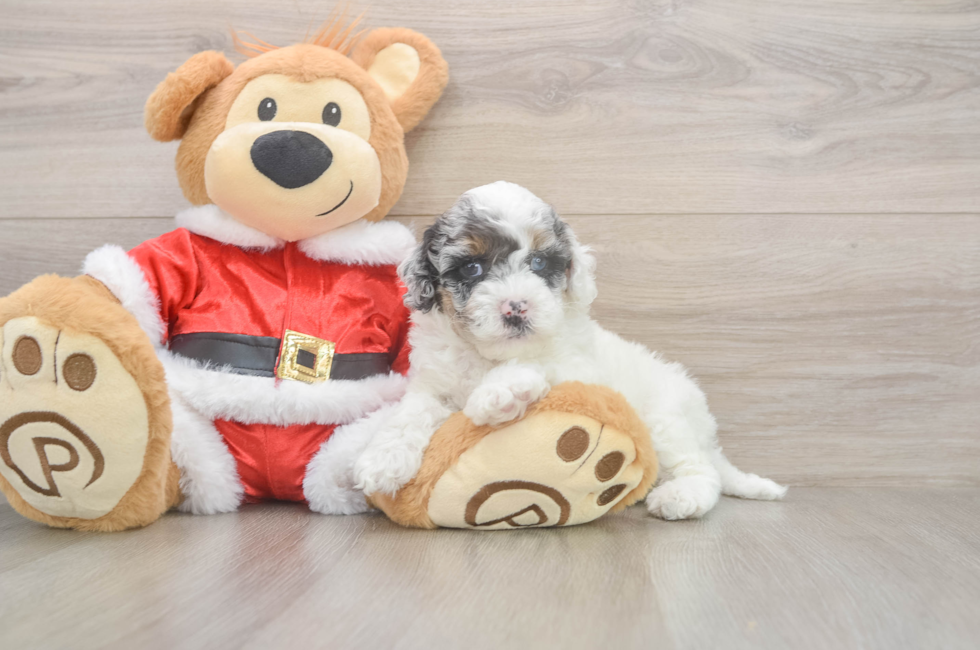 6 week old Cockapoo Puppy For Sale - Windy City Pups