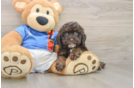 Popular Cockapoo Poodle Mix Pup