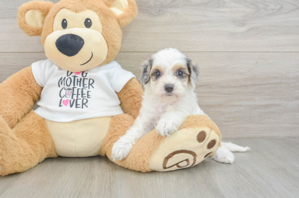 6 week old Cockapoo Puppy For Sale - Windy City Pups