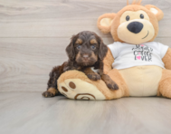 8 week old Cockapoo Puppy For Sale - Windy City Pups