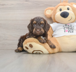 8 week old Cockapoo Puppy For Sale - Windy City Pups
