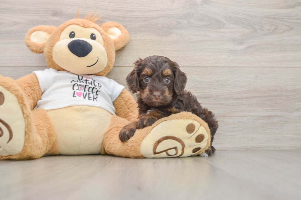 Cockapoo Pup Being Cute