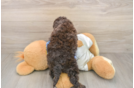 Cockapoo Puppy for Adoption