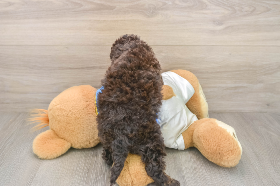 Cockapoo Puppy for Adoption