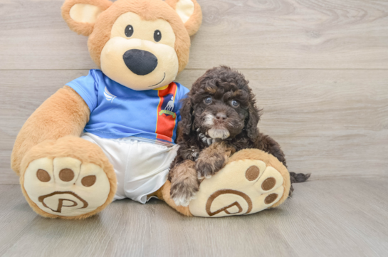 Small Cockapoo Baby