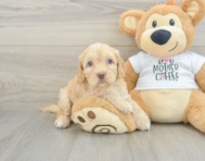 7 week old Cockapoo Puppy For Sale - Windy City Pups