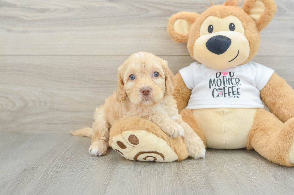 6 week old Cockapoo Puppy For Sale - Windy City Pups