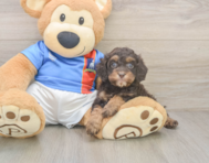 7 week old Cockapoo Puppy For Sale - Windy City Pups