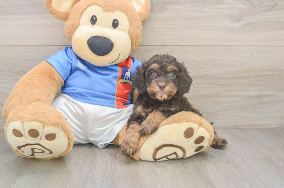 6 week old Cockapoo Puppy For Sale - Windy City Pups
