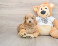6 week old Cockapoo Puppy For Sale - Windy City Pups