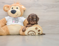 8 week old Cockapoo Puppy For Sale - Windy City Pups