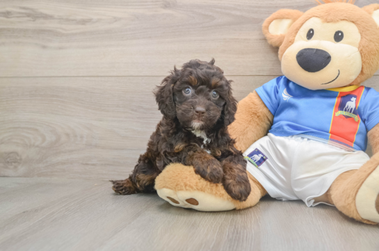 Best Cockapoo Baby