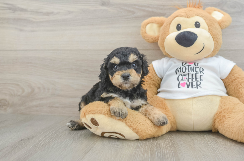 6 week old Cockapoo Puppy For Sale - Windy City Pups