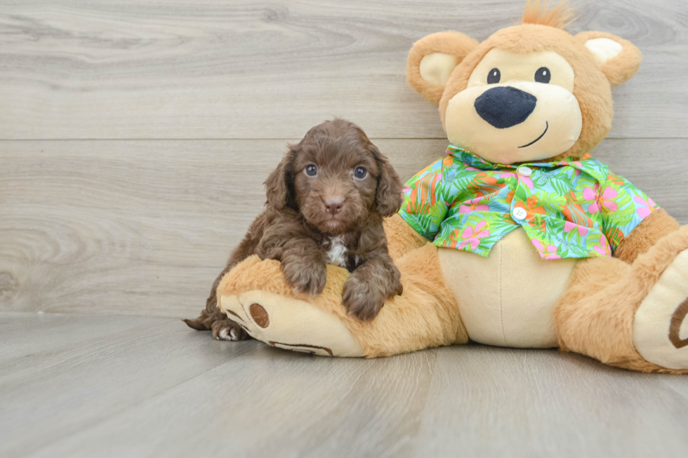 Hypoallergenic Cocker Doodle Poodle Mix Puppy