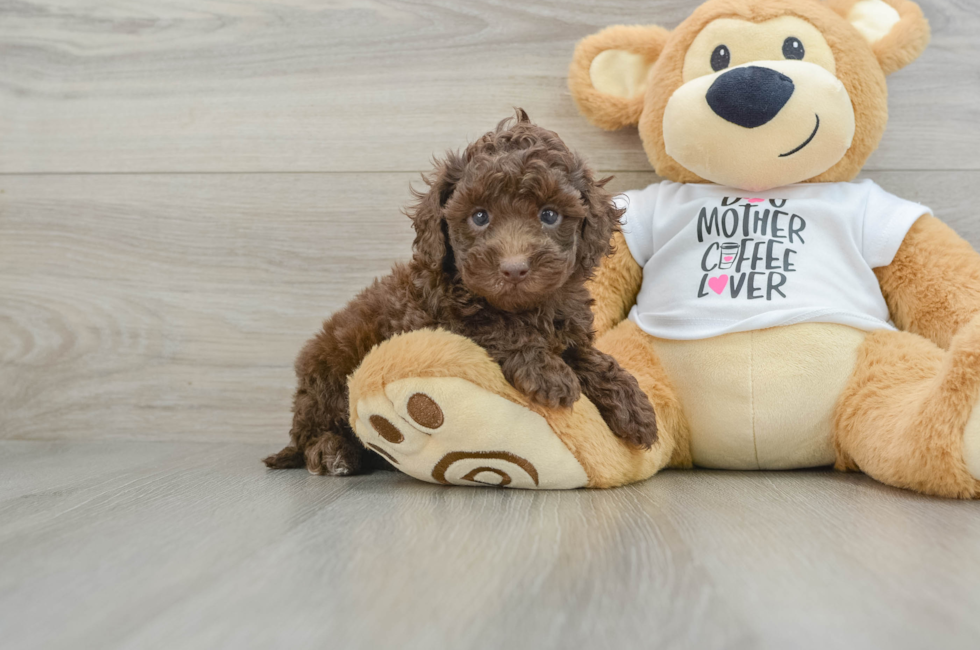 6 week old Cockapoo Puppy For Sale - Windy City Pups