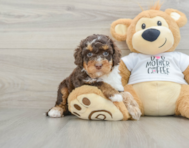 7 week old Cockapoo Puppy For Sale - Windy City Pups
