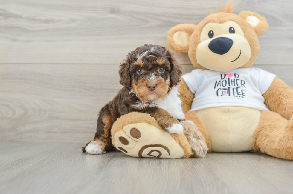 6 week old Cockapoo Puppy For Sale - Windy City Pups