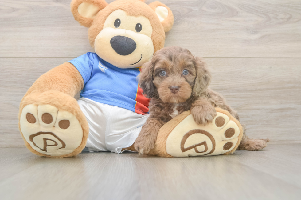6 week old Cockapoo Puppy For Sale - Windy City Pups