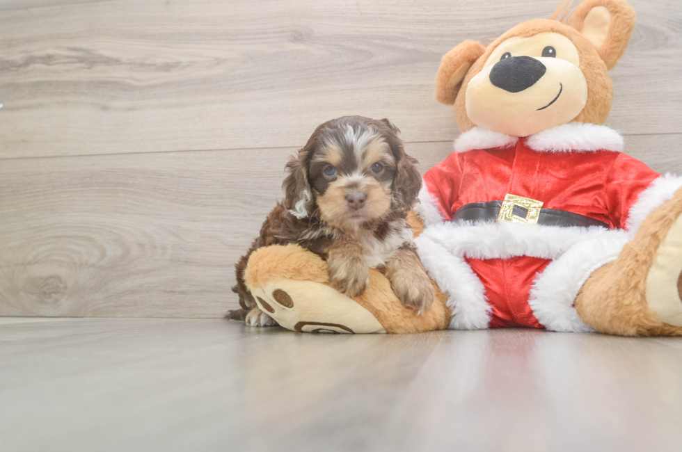 5 week old Cockapoo Puppy For Sale - Windy City Pups