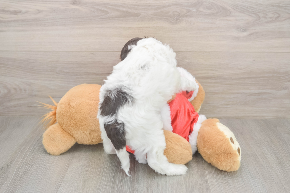 Cockapoo Pup Being Cute