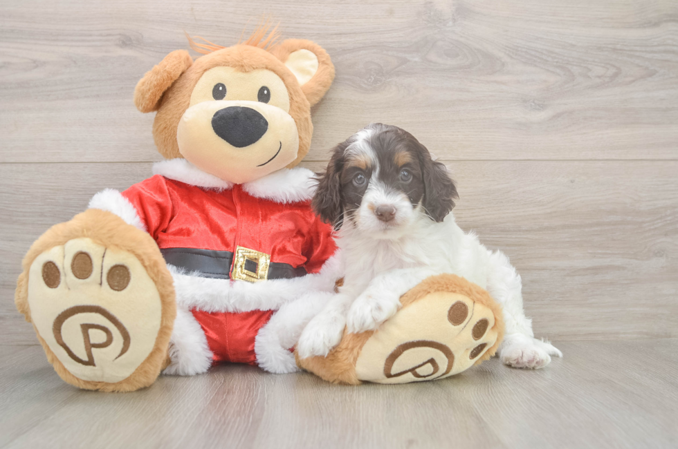 6 week old Cockapoo Puppy For Sale - Windy City Pups