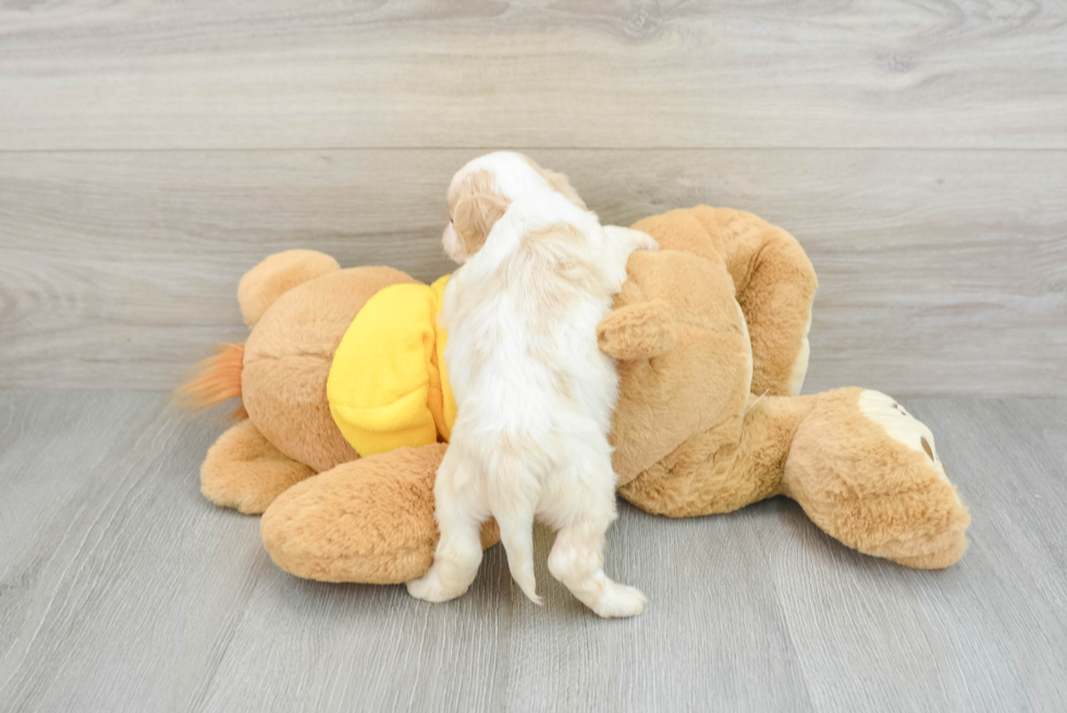 Cockapoo Pup Being Cute