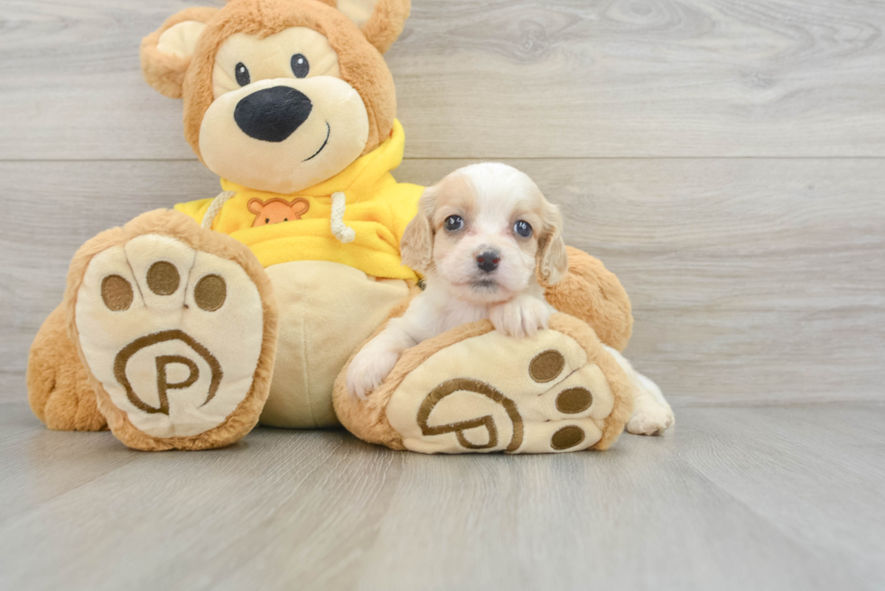 Popular Cockapoo Poodle Mix Pup