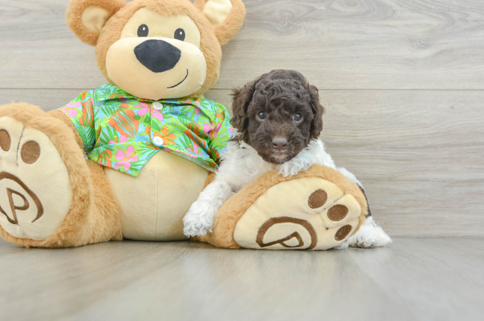 5 week old Cockapoo Puppy For Sale - Windy City Pups